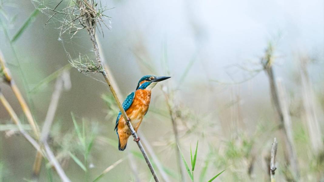 Uluabat Gölü'nün kanatlı misafirleri 3