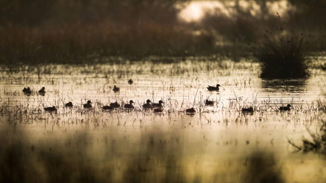Uluabat Gölü'nün kanatlı misafirleri 4