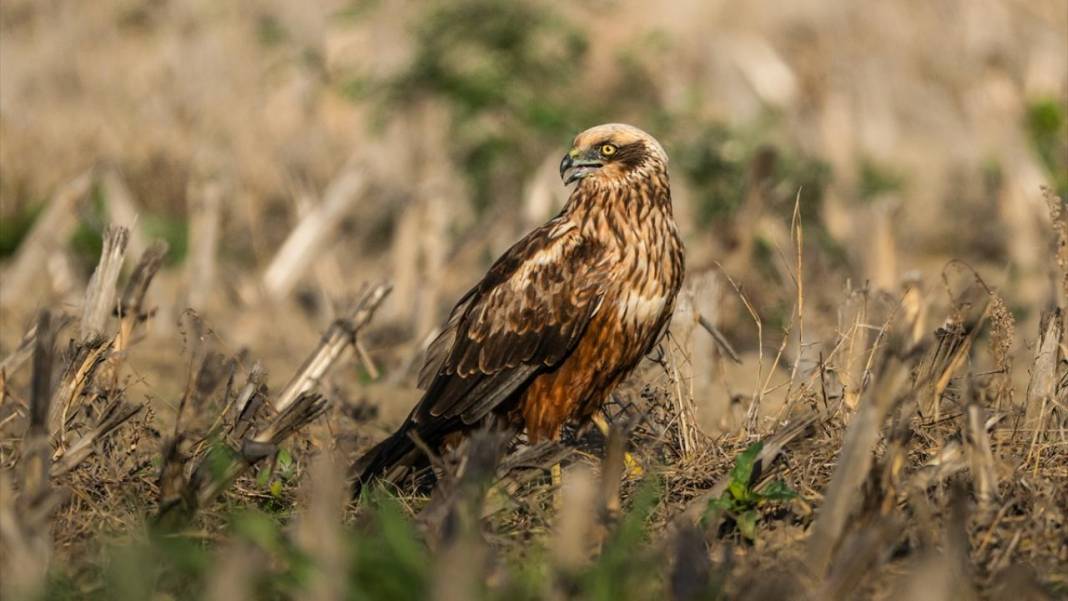 Uluabat Gölü'nün kanatlı misafirleri 5