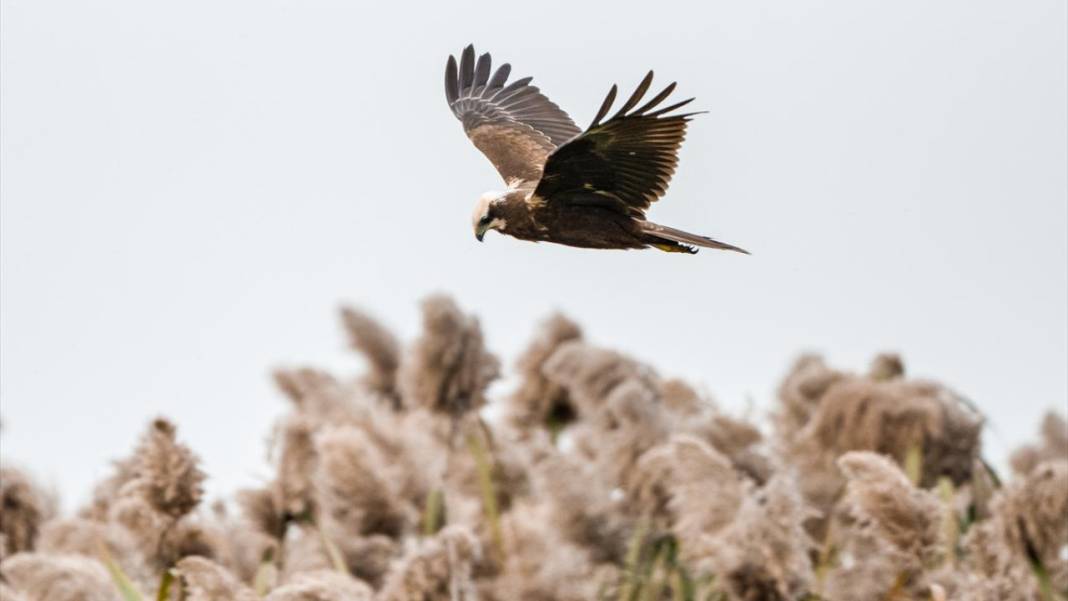 Uluabat Gölü'nün kanatlı misafirleri 6