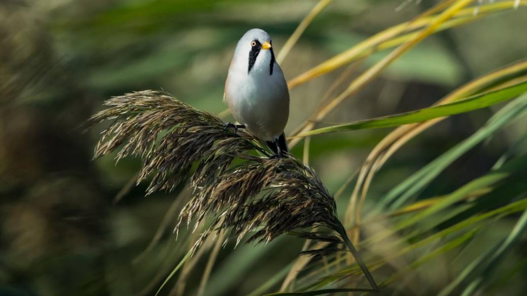 Uluabat Gölü'nün kanatlı misafirleri 8