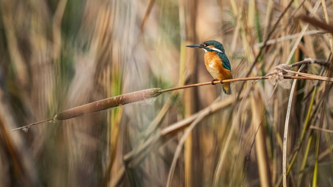 Uluabat Gölü'nün kanatlı misafirleri 9