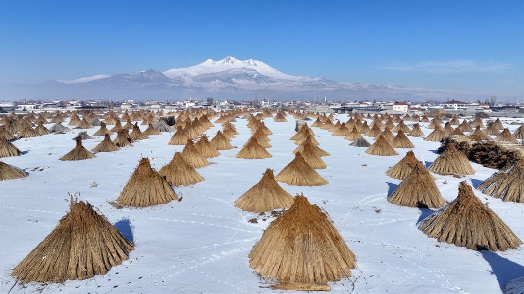 Sultan Sazlığı'nda kamış hasadı 1