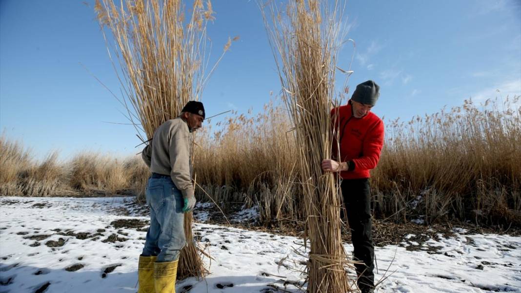 Sultan Sazlığı'nda kamış hasadı 10