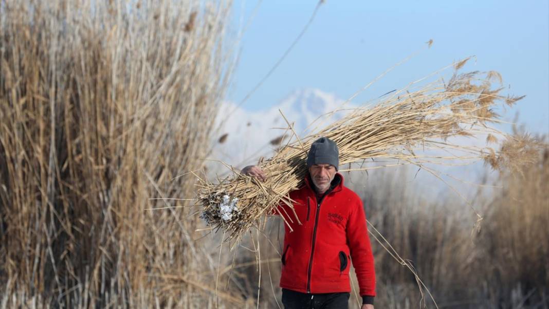 Sultan Sazlığı'nda kamış hasadı 11