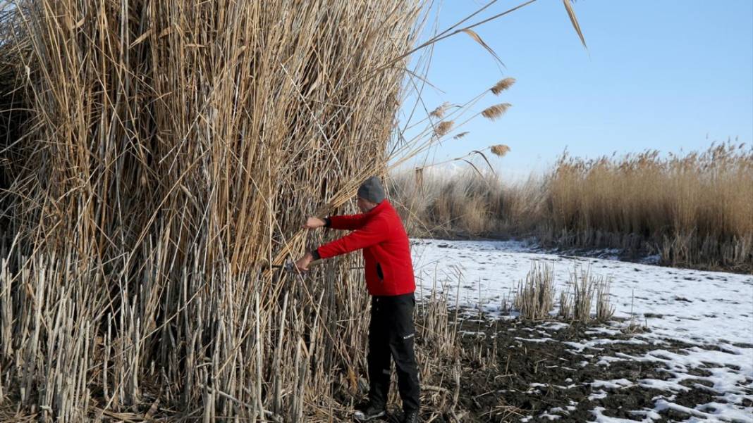 Sultan Sazlığı'nda kamış hasadı 12
