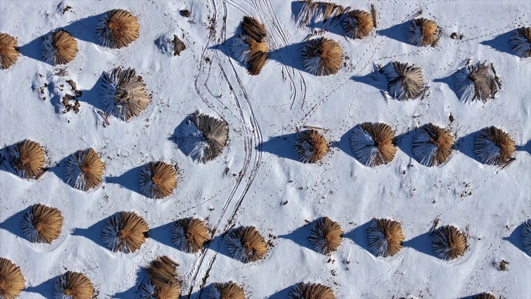 Sultan Sazlığı'nda kamış hasadı 2