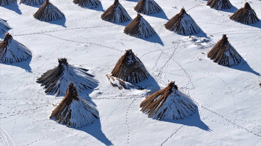 Sultan Sazlığı'nda kamış hasadı 3