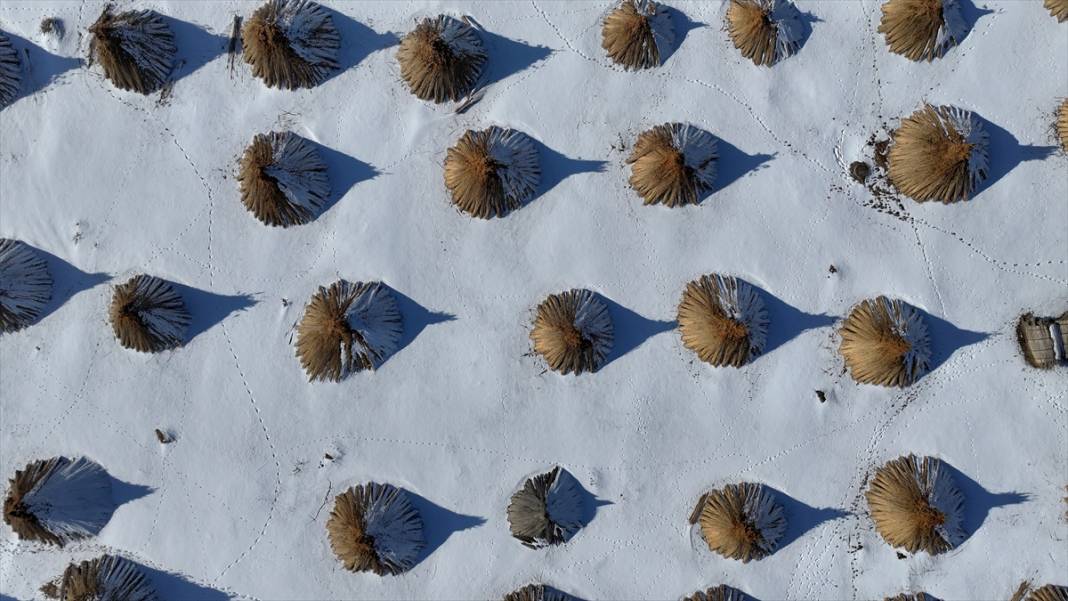 Sultan Sazlığı'nda kamış hasadı 4