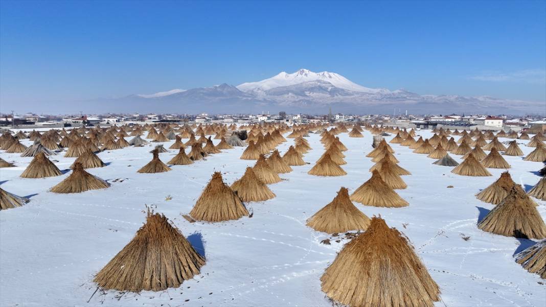 Sultan Sazlığı'nda kamış hasadı 5