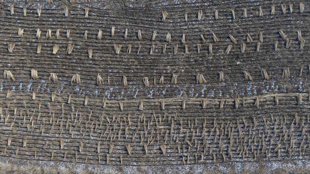 Sultan Sazlığı'nda kamış hasadı 6