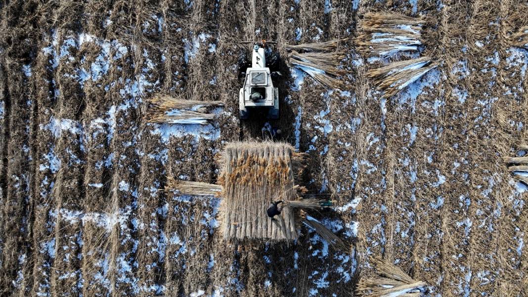 Sultan Sazlığı'nda kamış hasadı 7