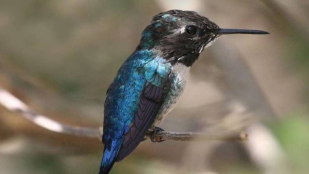 Sadece 2 gram: Yaratılış harikası arı kuşu 2