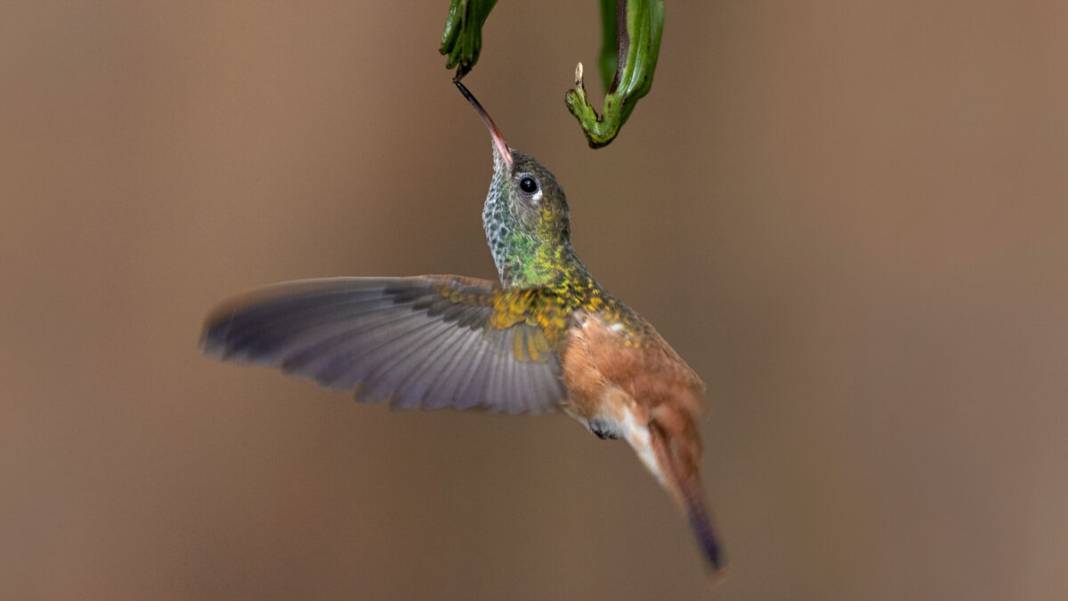Sadece 2 gram: Yaratılış harikası arı kuşu 4