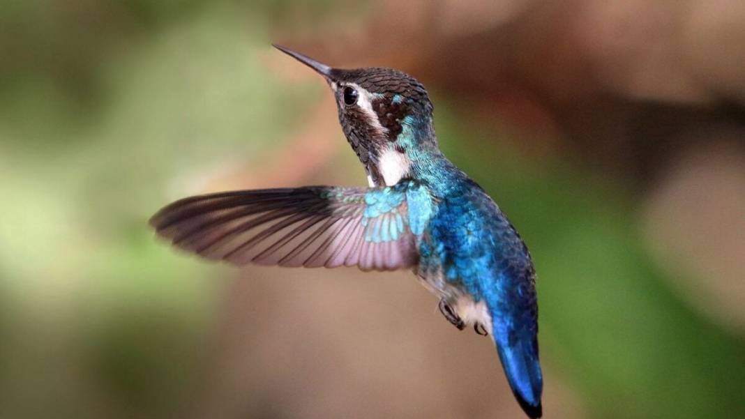 Sadece 2 gram: Yaratılış harikası arı kuşu 6