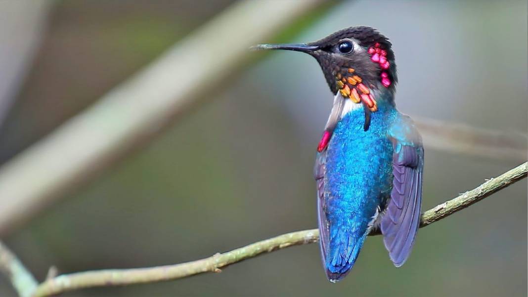 Sadece 2 gram: Yaratılış harikası arı kuşu 7