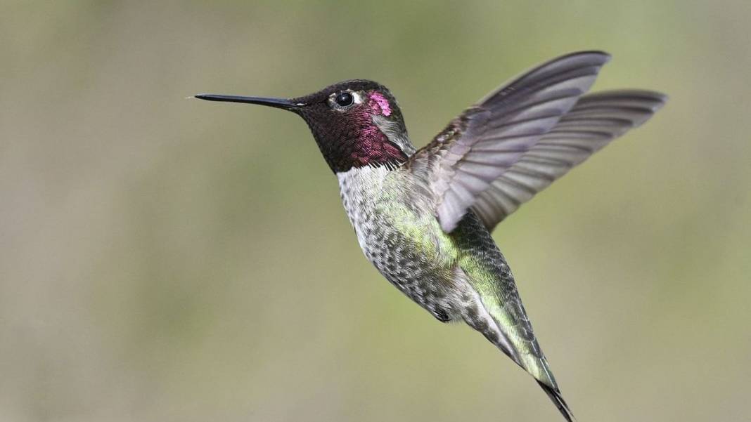 Sadece 2 gram: Yaratılış harikası arı kuşu 8