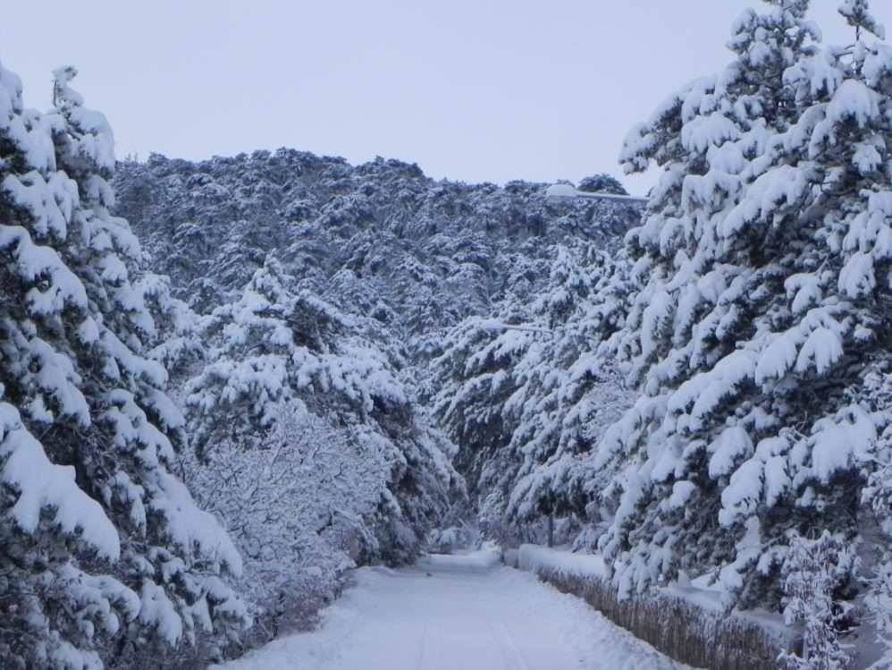Karla kaplanan Yozgat Çamlık Milli Parkı ve Akdağmadeni ormanları 10
