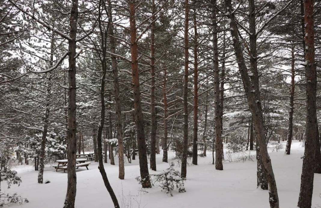 Karla kaplanan Yozgat Çamlık Milli Parkı ve Akdağmadeni ormanları 17