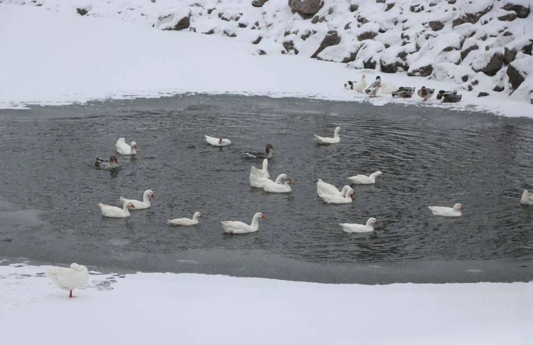 Karla kaplanan Yozgat Çamlık Milli Parkı ve Akdağmadeni ormanları 18