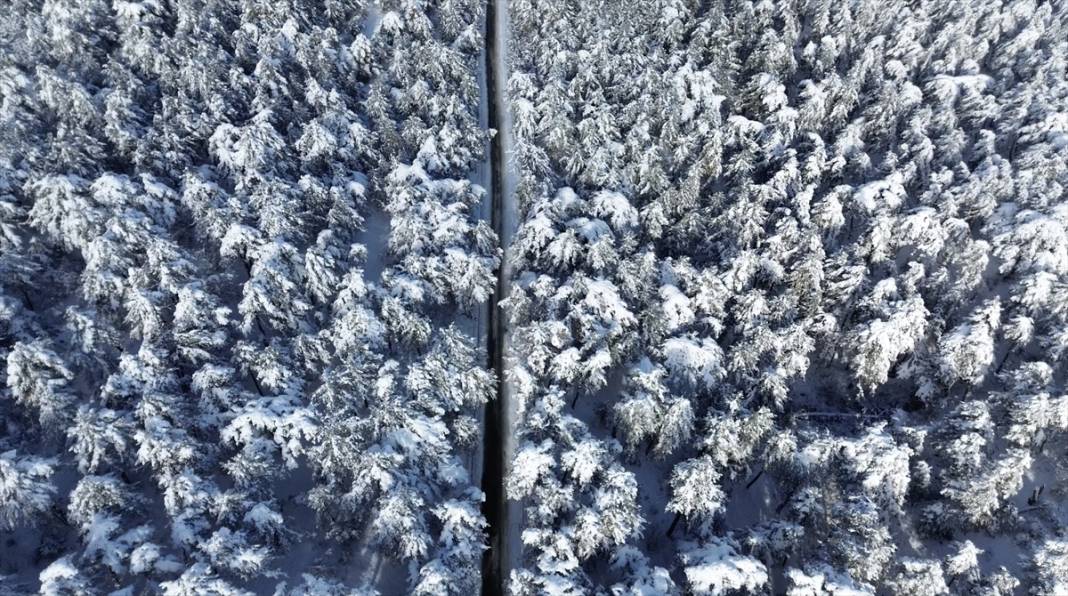 Karla kaplanan Yozgat Çamlık Milli Parkı ve Akdağmadeni ormanları 2