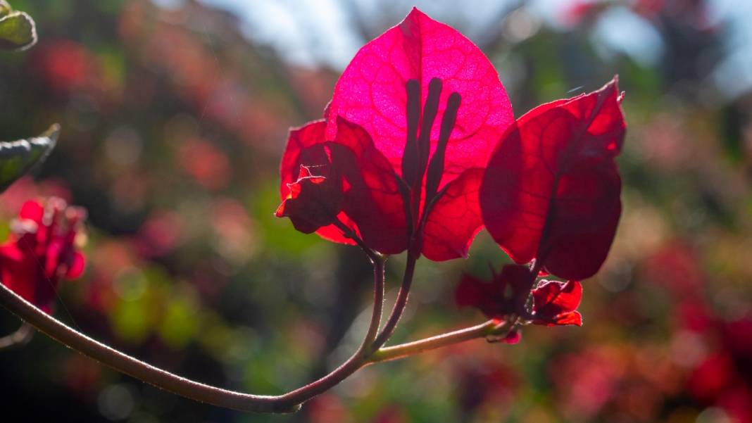 Antalya'nın kış ayı böyle: Begonvil Bahçesi renk katıyor 10