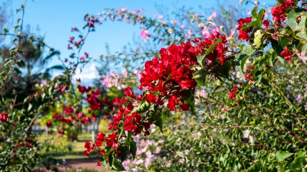 Antalya'nın kış ayı böyle: Begonvil Bahçesi renk katıyor 11