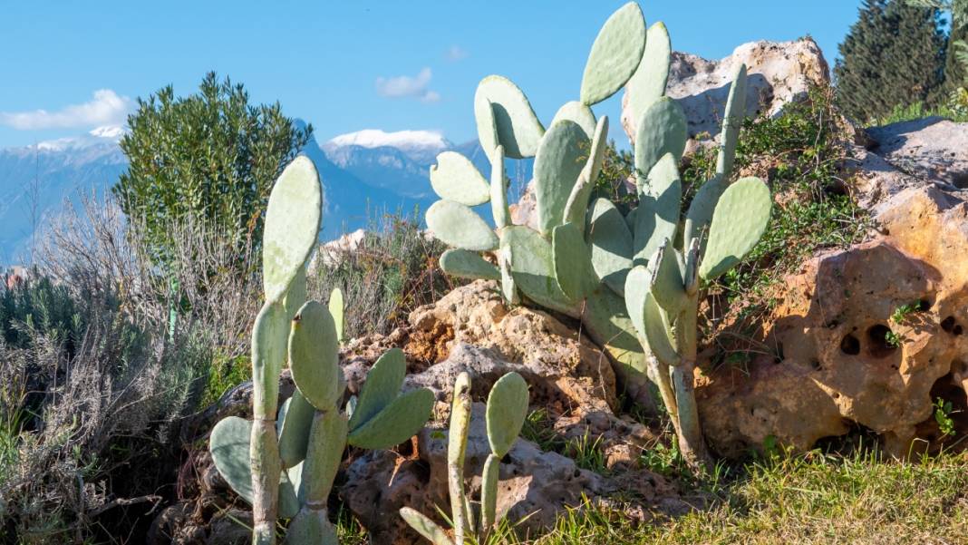 Antalya'nın kış ayı böyle: Begonvil Bahçesi renk katıyor 12