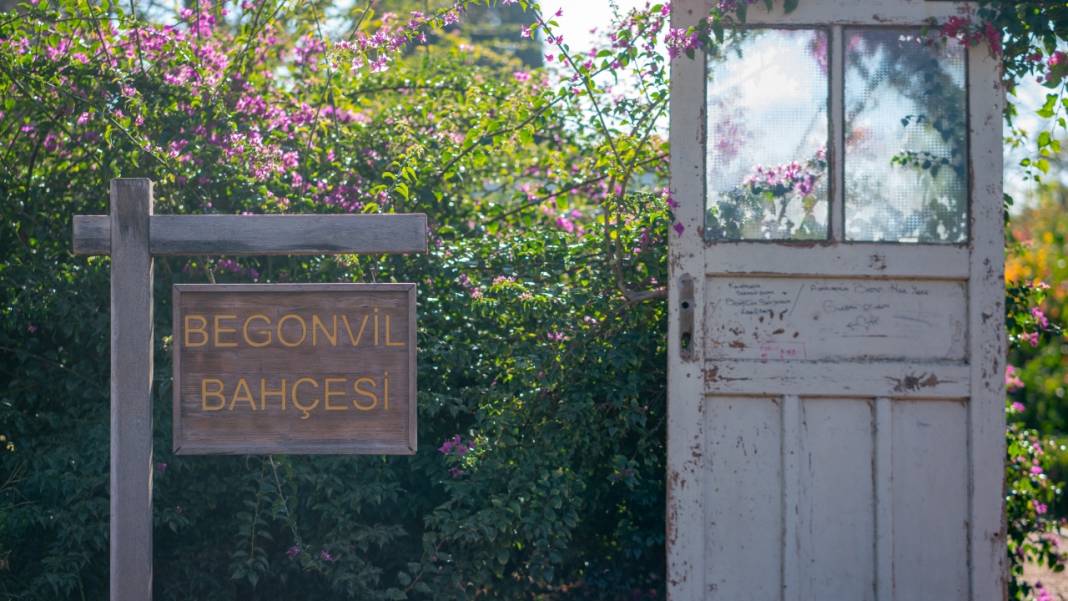Antalya'nın kış ayı böyle: Begonvil Bahçesi renk katıyor 2