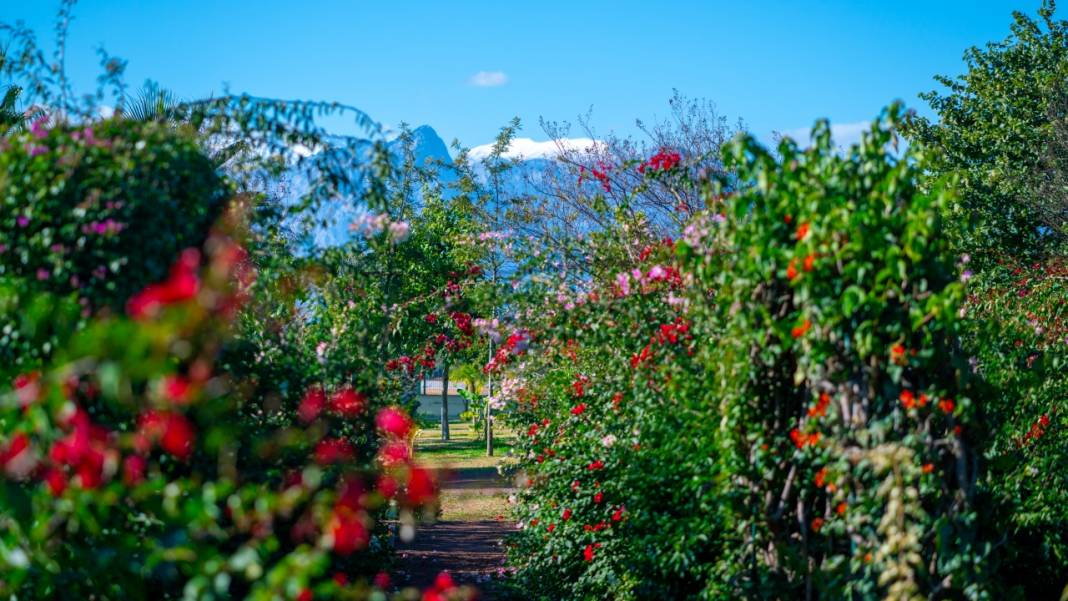 Antalya'nın kış ayı böyle: Begonvil Bahçesi renk katıyor 3