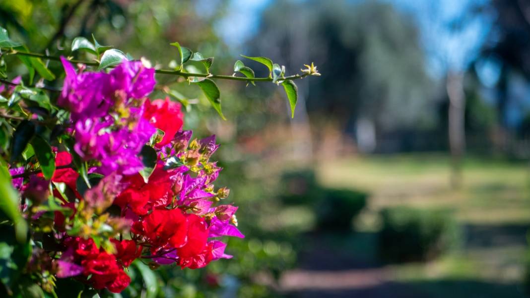 Antalya'nın kış ayı böyle: Begonvil Bahçesi renk katıyor 4