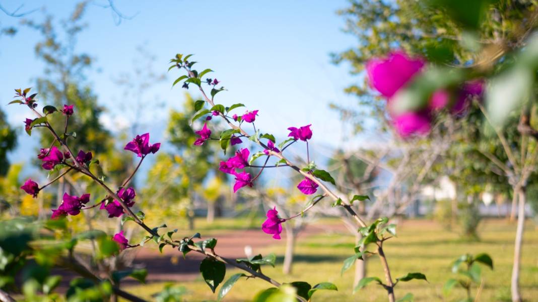 Antalya'nın kış ayı böyle: Begonvil Bahçesi renk katıyor 5