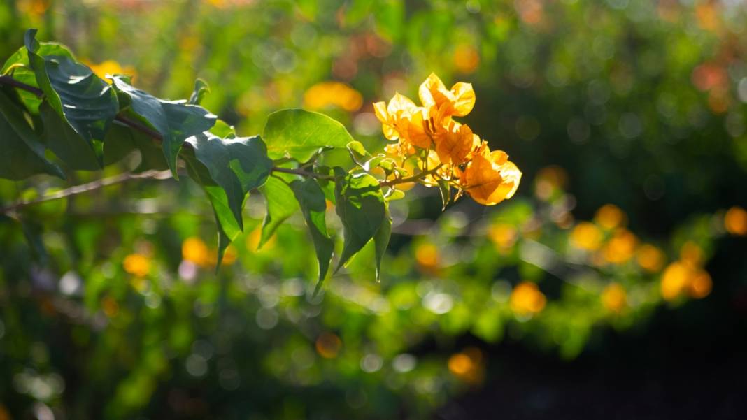 Antalya'nın kış ayı böyle: Begonvil Bahçesi renk katıyor 6