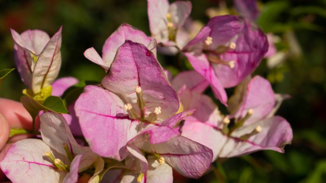 Antalya'nın kış ayı böyle: Begonvil Bahçesi renk katıyor 8