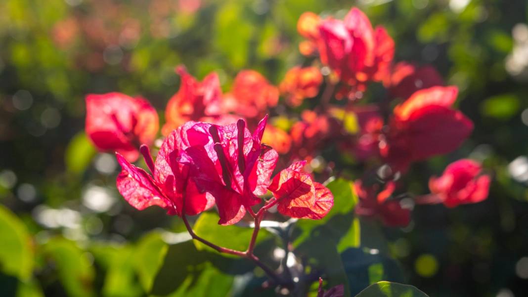 Antalya'nın kış ayı böyle: Begonvil Bahçesi renk katıyor 9