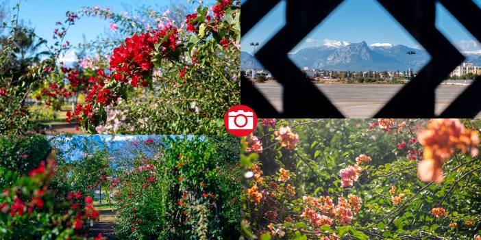 Antalya'nın kış ayı böyle: Begonvil Bahçesi renk katıyor