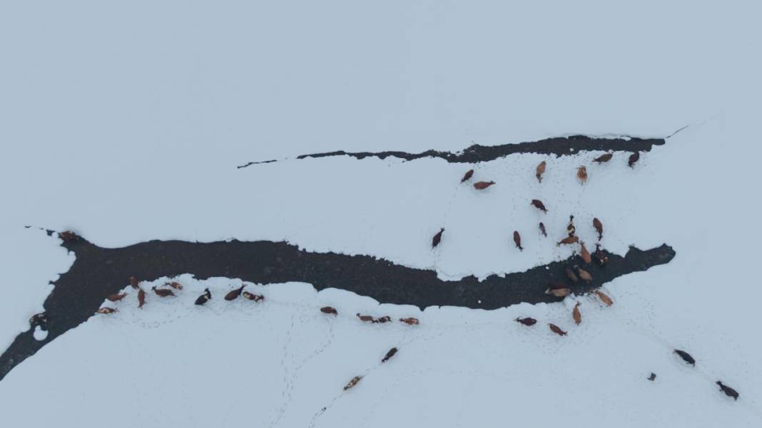 1940 metre yükseklikte besicilerin zorlu mesaisi 13