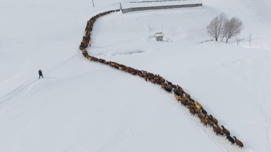 1940 metre yükseklikte besicilerin zorlu mesaisi 3