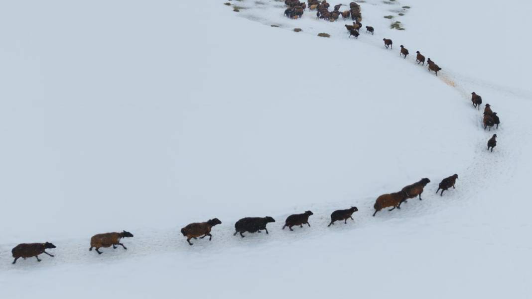 1940 metre yükseklikte besicilerin zorlu mesaisi 7