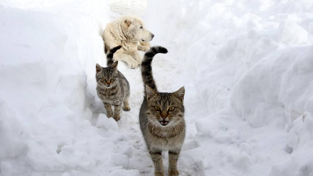 Karla kaplı köylerde yaşam 14