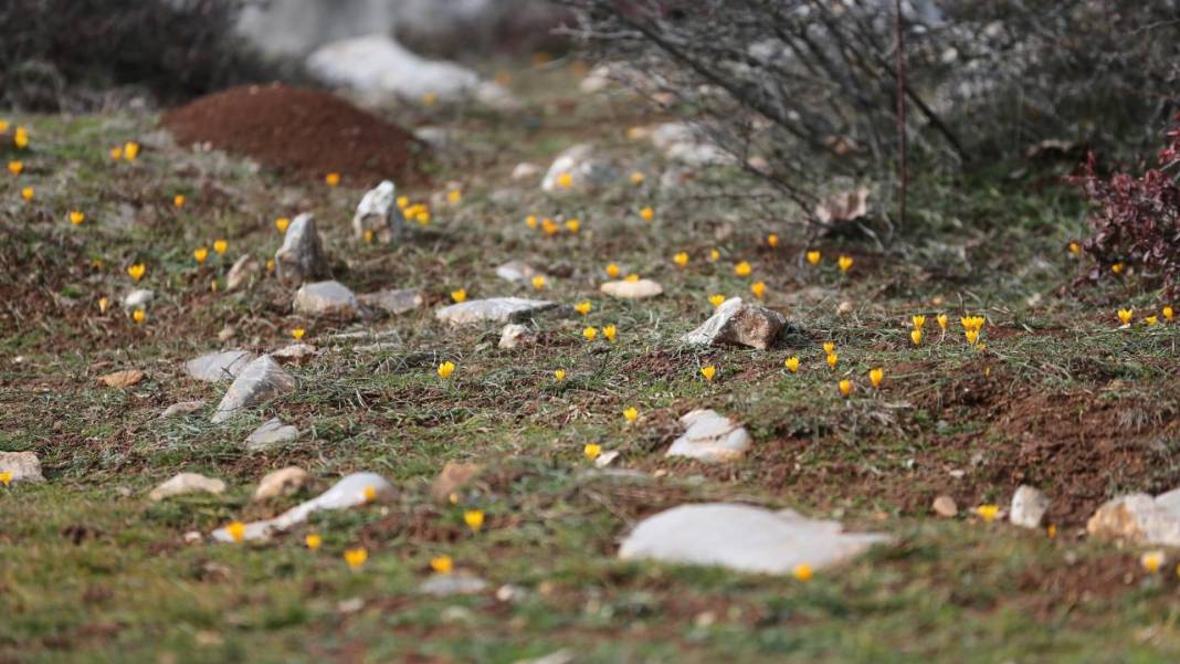 Eflani'de baharın habercisi çiğdemler erken açıldı 1