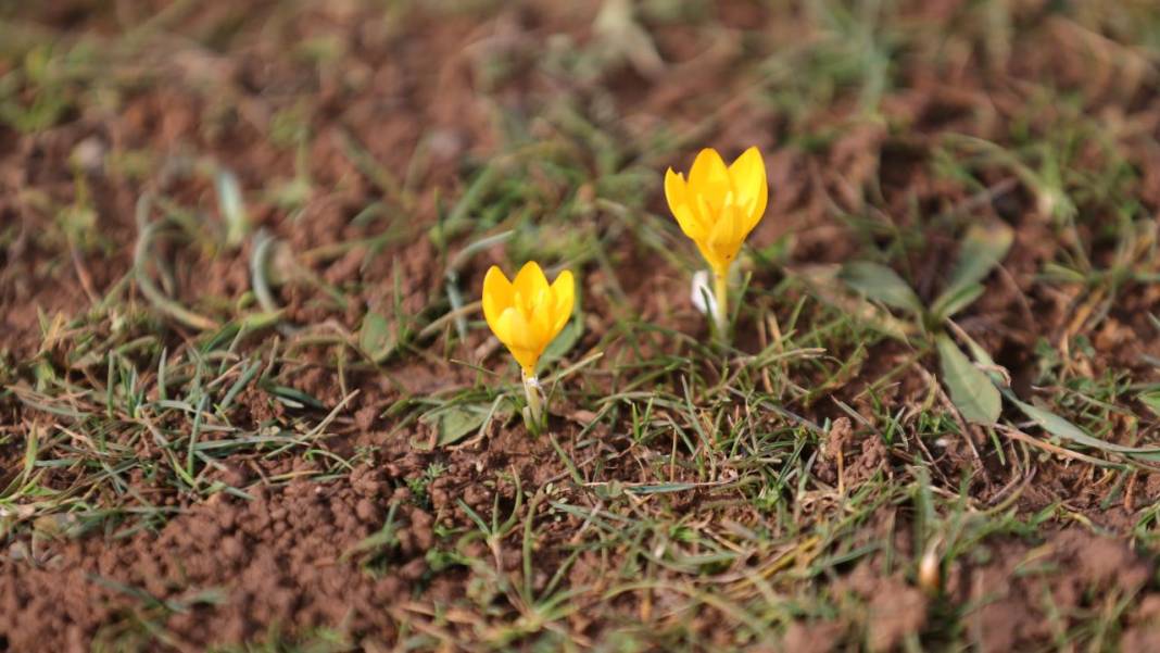 Eflani'de baharın habercisi çiğdemler erken açıldı 2