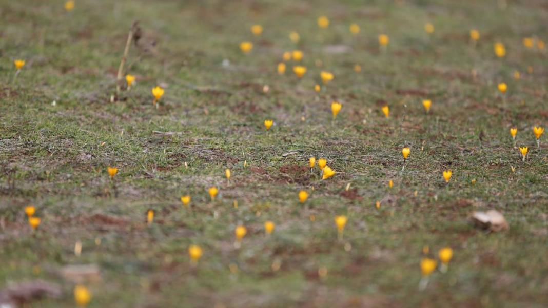 Eflani'de baharın habercisi çiğdemler erken açıldı 3