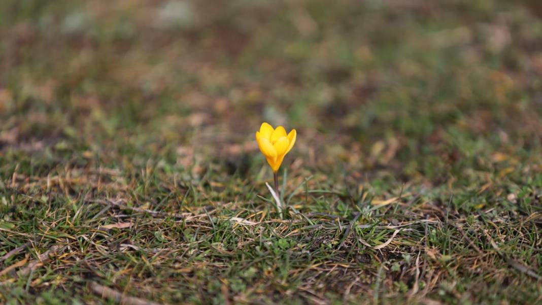 Eflani'de baharın habercisi çiğdemler erken açıldı 4