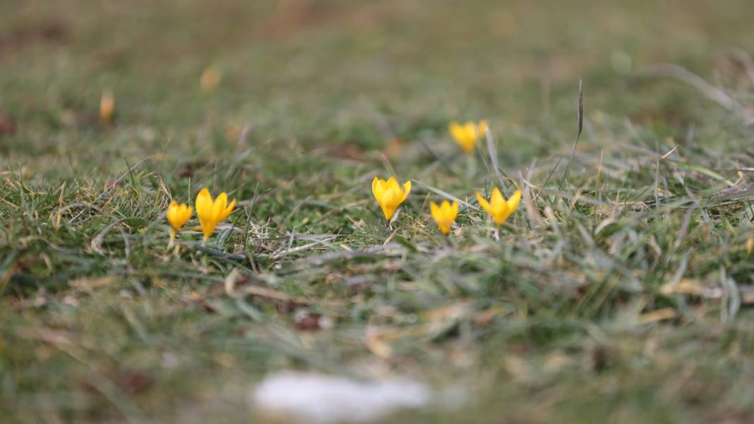 Eflani'de baharın habercisi çiğdemler erken açıldı 5