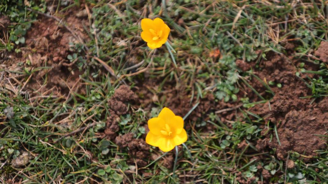 Eflani'de baharın habercisi çiğdemler erken açıldı 7