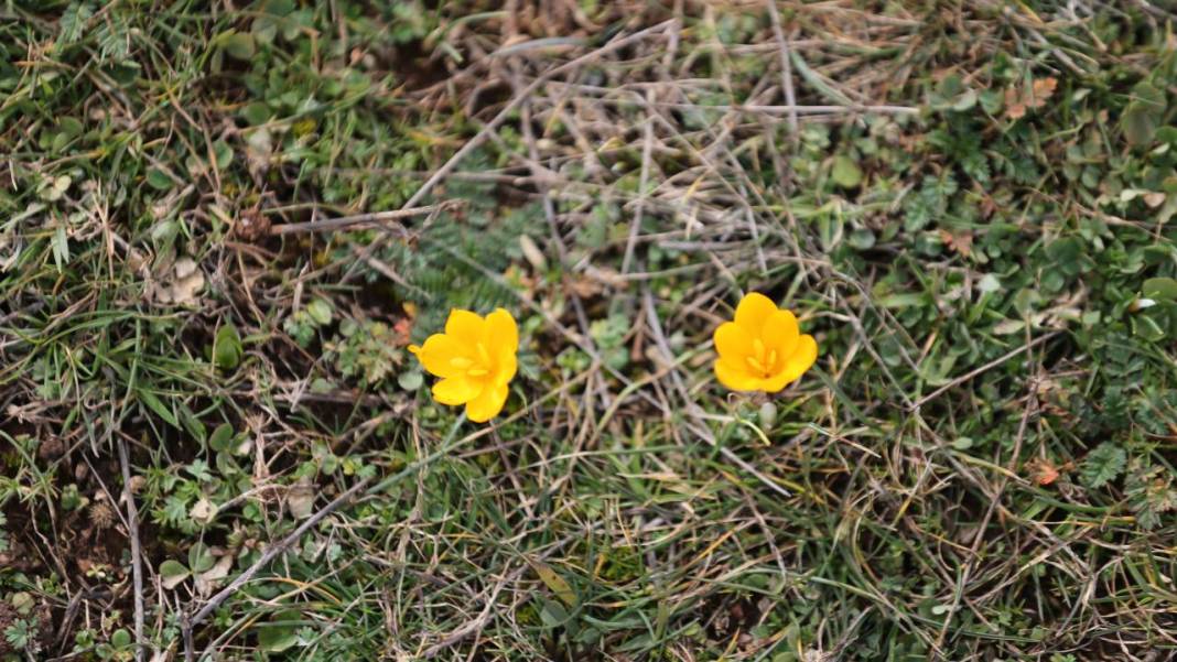 Eflani'de baharın habercisi çiğdemler erken açıldı 8