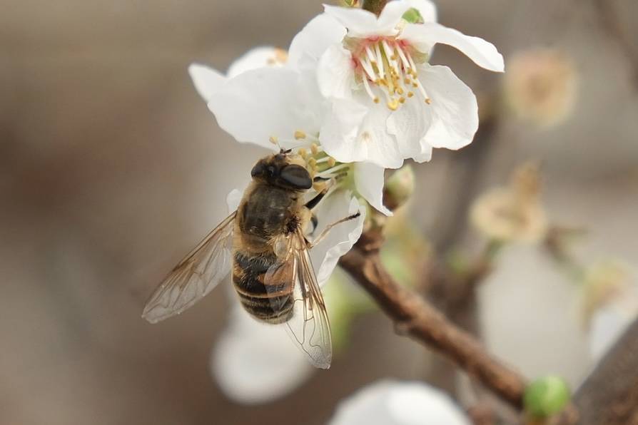 Seralar beyaza büründü: Erik ağaçları çiçeklendi 1