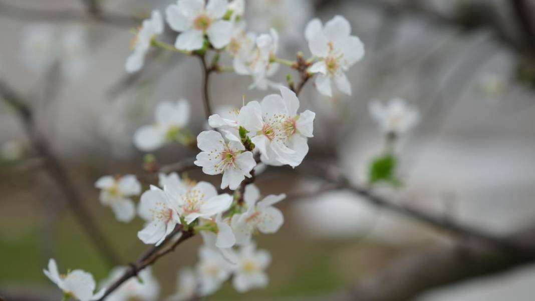 Seralar beyaza büründü: Erik ağaçları çiçeklendi 2