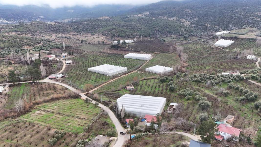 Seralar beyaza büründü: Erik ağaçları çiçeklendi 3